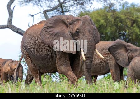 Eine Elefantenherde streift frei im Tarangire-Nationalpark und fängt die Essenz der afrikanischen Wildnis ein. Stockfoto