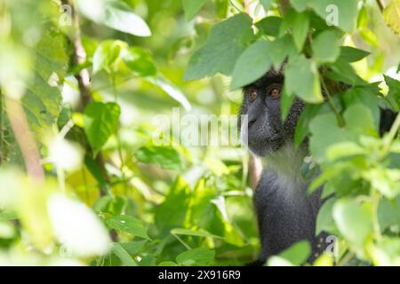 Ein Manyara-Affe blickt durch das üppige Laub und fängt die Essenz der Neugier und Tierwelt im Lake Manyara ein. Stockfoto