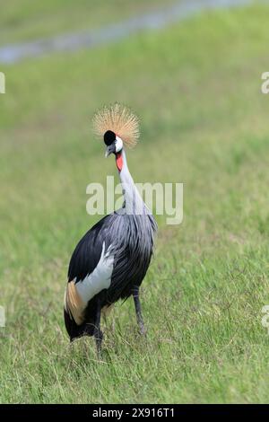 Ein majestätischer Grau gekrönter Kranich navigiert anmutig durch die ruhigen Gewässer des Amboseli Swamp, ein Symbol der Eleganz in den afrikanischen Feuchtgebieten. Stockfoto