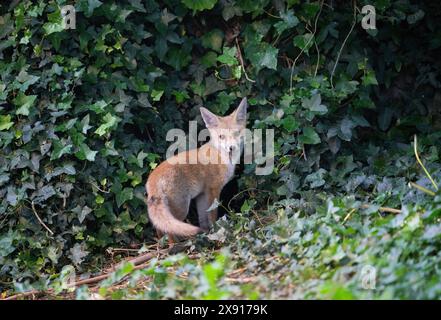 Rotfuchsjunges Vulpes vulpes, im Garten neben dem Eingang zu seiner Höhle, London, Vereinigtes Königreich Stockfoto