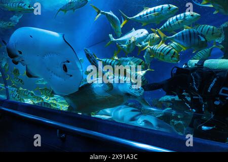 Kuala Lumpur, Malaysia - 7. Mai 2024 : Ein Taucher füttert Schildkröten, Fische und Stachelrochen im Aquaria KLCC Aquarium im Petronas Twin Tower Stockfoto
