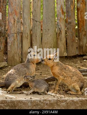 Familienpaar Patagonischer Mara Dolichotis patagonum, die ihr Jungtier stillen, im Gefangenengehege Sofia Zoo, Sofia Bulgarien, Europa, EU Stockfoto