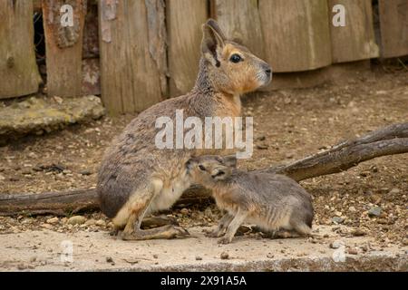 Patagonian Mara Dolichotis patagonum, die ihre Jungen in Gefangenschaft im Zoo von Sofia, Sofia Bulgarien, Osteuropa, Balkan, EU Stockfoto