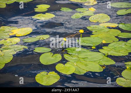 Wasserlilie Blätter und gelbe Wasserlilie binden Lilienblüten. Fotografiert während eines sonnigen Tages im See. Wolken, die von der Oberfläche der Verbindung reflektiert werden. Stockfoto