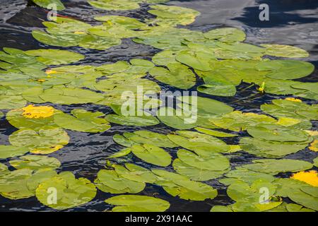 Wasserlilie Blätter und gelbe Wasserlilie binden Lilienblüten. Fotografiert während eines sonnigen Tages im See. Wolken, die von der Oberfläche der Verbindung reflektiert werden. Stockfoto