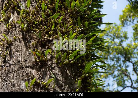 Coelogyne nitida ist eine Orchideenart der Gattung Coelogyne. Coelogyne nitida ist eine kühl wachsende Art aus der Himalaya-Region Indi Stockfoto