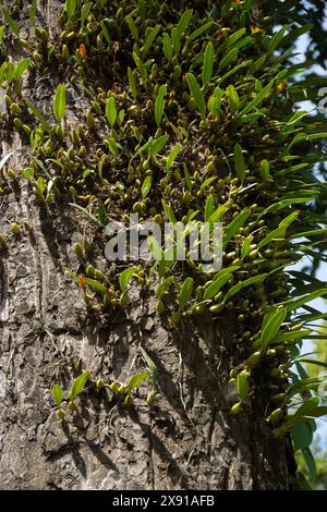 Coelogyne nitida ist eine Orchideenart der Gattung Coelogyne. Coelogyne nitida ist eine kühl wachsende Art aus der Himalaya-Region Indi Stockfoto