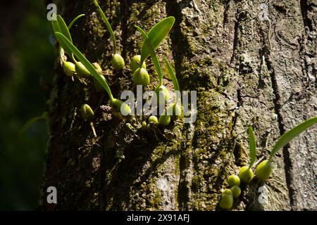 Coelogyne nitida ist eine Orchideenart der Gattung Coelogyne. Coelogyne nitida ist eine kühl wachsende Art aus der Himalaya-Region Indi Stockfoto