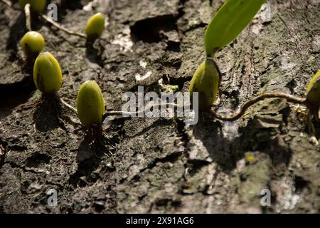 Coelogyne nitida ist eine Orchideenart der Gattung Coelogyne. Coelogyne nitida ist eine kühl wachsende Art aus der Himalaya-Region Indi Stockfoto