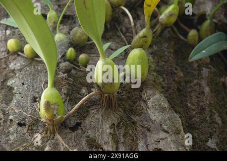 Coelogyne nitida ist eine Orchideenart der Gattung Coelogyne. Coelogyne nitida ist eine kühl wachsende Art aus der Himalaya-Region Indi Stockfoto