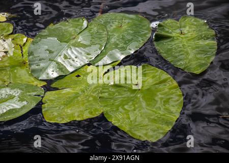 Wasserlilie Blätter und gelbe Wasserlilie binden Lilienblüten. Fotografiert während eines sonnigen Tages im See. Wolken, die von der Oberfläche der Verbindung reflektiert werden. Stockfoto