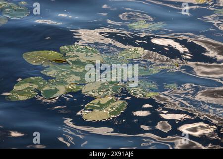 Wasserlilie Blätter und gelbe Wasserlilie binden Lilienblüten. Fotografiert während eines sonnigen Tages im See. Wolken, die von der Oberfläche der Verbindung reflektiert werden. Stockfoto