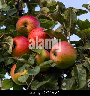 Viele reife rote Äpfel auf einem Apfelbaum im Sonnenlicht und am blauen Himmel. Stockfoto