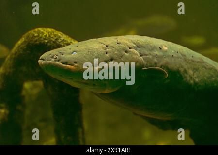 Großer elektrischer Aalmesser Fisch im Südchinesischen Meer gefangen Stockfoto