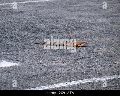 Junger Schwarzer Stachelschwanzleguan (Ctenosaura similis), der sich auf einer Straße der Insel Key Biscayne sonnt. Stockfoto