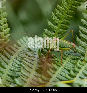 Steropleurus pseudolus Saddle Buschkricket großer Heuschrecken ohne Flügel grün. Endemisch. Tageslicht Stockfoto