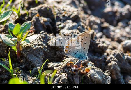 An heißen Sommertagen verbringt die Gruppe der Schmetterlinge Zeit am Fluss. Kohlschmetterling, Pieris brassicae. Stockfoto