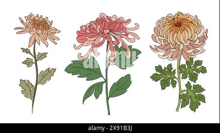 Chrysantheme Blume Vektor farbige Hand gezeichnete Kunst Stock Vektor