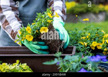 Nahaufnahme von Frauenhänden, die gelbe Sommerblumen in Balkonkasten im Garten zu Hause Pflanzen Stockfoto