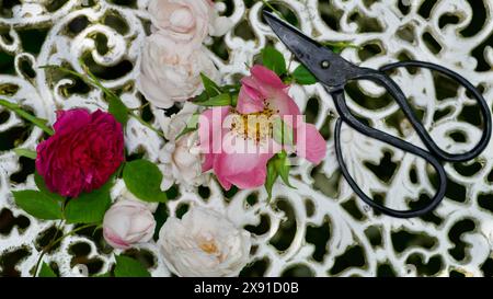 Frisch geschnittene Rosen auf einem weißen Gartentisch. Handgeschmiedete Schere. Konzept Gartenarbeit. Stockfoto