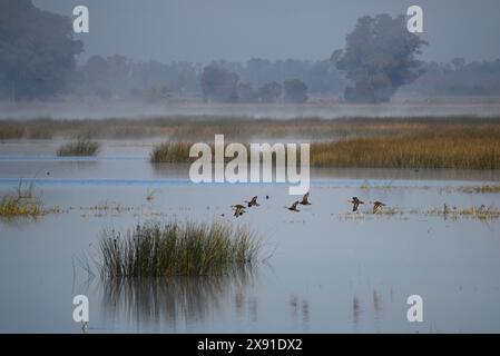 Eine Gruppe braunköpfiger Enten (Anas flavirostris), die über den See Laguna de Navarro in Buenos Aires, Argentinien, Südamerika fliegen Stockfoto