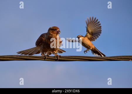 Chimango caracara (Daptrius chimango, auch Milvago chimango) wird von einem Campos-Spottvogel (Mimus saturninus) in Buenos Aires, Argentinien belästigt Stockfoto