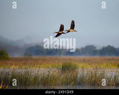 Zwei weiße Pfeifenenten (Dendrocygna viduata), männlich und weiblich, fliegen über den See Laguna de Navarro, Buenos Aires, Argentinien, Südamerika Stockfoto