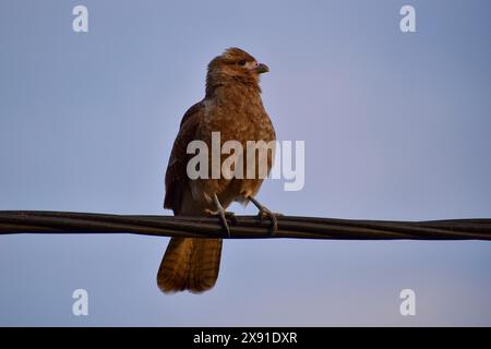 Chimango caracara (Daptrius chimango, auch Milvago chimango), Buenos Aires, Argentinien Stockfoto