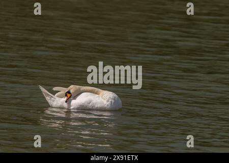 Schwäne auf dem Nesyt-Teich am bewölkten Frühlingstag in Südmähren Stockfoto