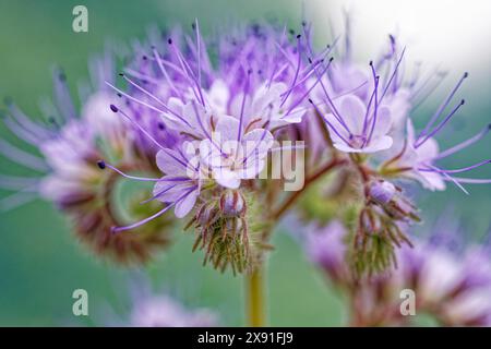 Nahaufnahme von violetten Blüten mit markanten Staubblättern und verschwommenem grünem Hintergrund, spitzenphacelia (phacelia tanacetifolia), auch getuftete Blüte genannt Stockfoto