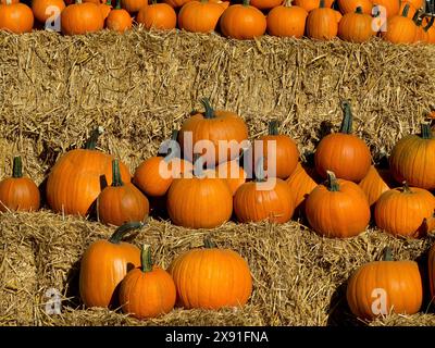 Mehrere orangene Kürbisse liegen in Stapeln auf Heubeeten, orangene Kürbisse auf Strohballen im Garten, borken, deutschland Stockfoto