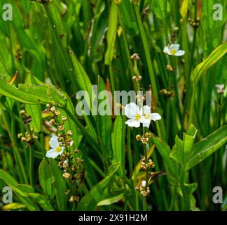 Echinodorus grandiflorus. Er ist in Brasilien, Paraguay, Uruguay, Argentinien, Venezuela und Florida heimisch Stockfoto