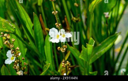 Echinodorus grandiflorus. Er ist in Brasilien, Paraguay, Uruguay, Argentinien, Venezuela und Florida heimisch Stockfoto