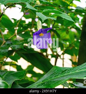 Blume von Thunbergia erecta oder Buschwerk, Kartoffelbusch Stockfoto