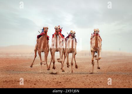 Kamelrennen. Shahaniyah Kamel Race Track Katar Stockfoto