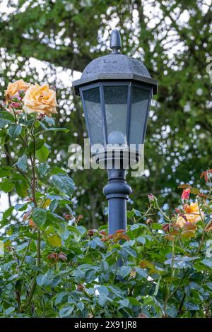 Alte Straßenlaterne umgeben von Kletterrosen Stockfoto