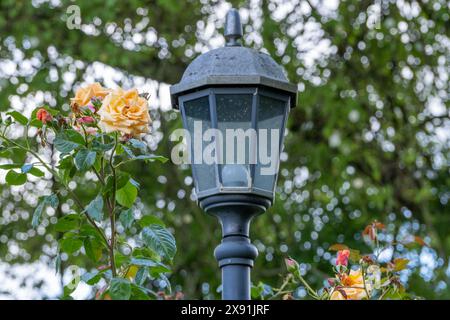 Alte Straßenlaterne umgeben von Kletterrosen Stockfoto