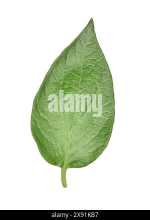 Geißblatt - Lonicera Xylosteum fliegen Stockfoto