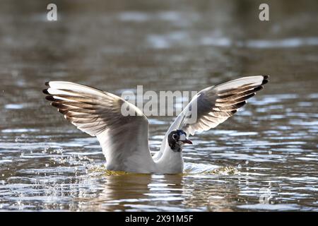 Schwarzkopfmöwe (Chroicocephalus ridibundus / Larus ridibundus) im Übergang / Quellmoult landet auf Wasser im See Stockfoto