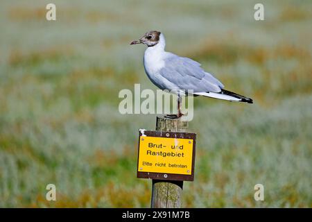 Schwarzkopfmöwe (Chroicocephalus ridibundus) im Übergang / Nichtzuchtmoult auf Zeichen der Brutstätte / Ruheplatz in Feuchtgebieten, Deutschland Stockfoto