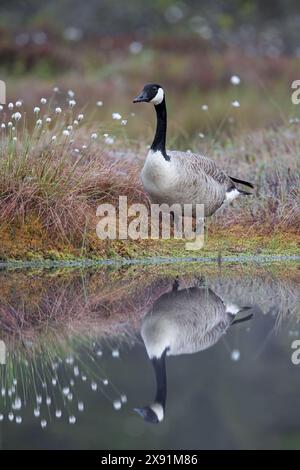 Reflexion der Kanadischen Gans / Kanadische Gans (Branta canadensis), die im Frühjahr auf dem Seeufer im Moor/Sumpfgebiet ruhen, Schweden, Skandinavien Stockfoto