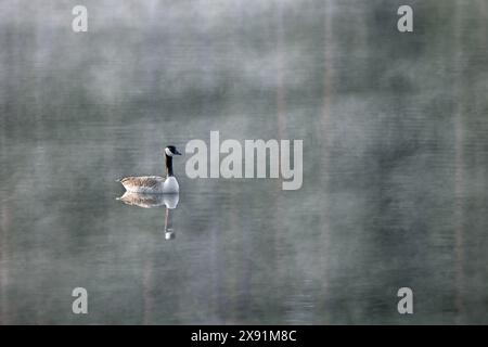 Kanadische Gans / Kanadische Gans (Branta canadensis) schwimmen in einem Teich, der in Morgennebel bedeckt ist Stockfoto