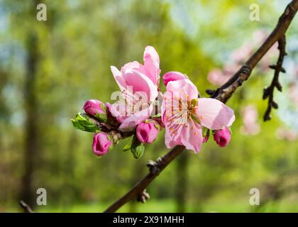 Blühende Pfirsichblüten auf Zweigen, Frühlingsblühung von Pfirsichbäumen im Garten Stockfoto