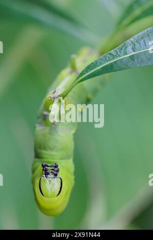 Totenkopf-krautraupe (acherontia styx), die auf einem Pflanzenstamm steht, Nord-Thailand. Stockfoto