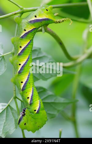 Totenkopf-krautraupe (acherontia styx), die auf einem Pflanzenstamm steht, Nord-Thailand. Stockfoto