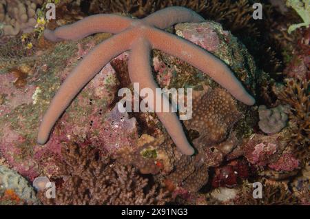 Common Comet Star, Guilding's Seestern, Linckia guildingi, Ophidiasteridae, Watamu Marine Nationa Park & Reserve, Kenia, Afrika Stockfoto