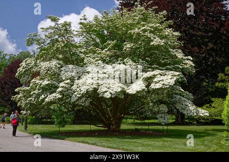 Blühender Hartholzbaum, weiße Blüten, Garten, groß, Menschen, Natur, Schönheit, hübsch, Cornus Florida, Frühling, Pennsylvania Stockfoto