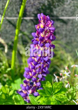 Nahaufnahme einer violetten, großblättrigen Lupinenblüte in voller Blüte. An einem sonnigen Tag aufgenommen. Blume isoliert mit grünen Blättern. Stockfoto