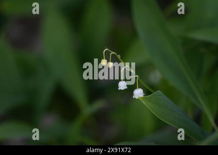 Lily of the Valley blüht im Frühling im Wald, dunkelgrüne, stimmungsvolle Wildblumen. Lily of the Valley oder Convallaria Blume Nahaufnahme auf grünem Hintergrund. Stockfoto