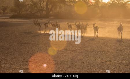 Sonnenuntergang am späten Nachmittag mit einer Herde von Springbockantilopen in einer einzigen Datei auf dem Weg zum Wasser. Staub, der aus müden Hufen aufsteigt, Ausschau nach Raubtieren. Stockfoto